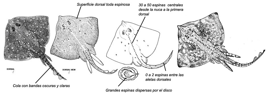 Raja clavata_01.jpg